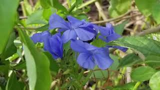 V27 Plumbago propagation by cuttings [upl. by Diannne]