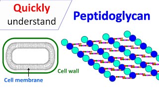 Peptidoglycan  Prokaryotic cell wall [upl. by Conner28]