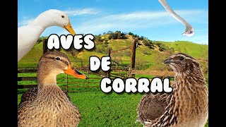 Aves de Corral [upl. by Ellimak]