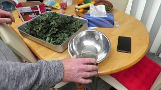 How to Dry and process herbs plants and leaves for making herbal tea Stinging nettle Urtica dioica [upl. by Atnas]