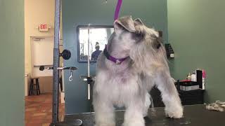 step by step on how to groom a schnauzer tutorial [upl. by Aynatahs]