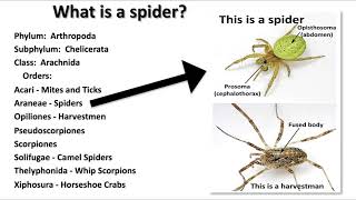 Spider or Harvestman [upl. by Kauffmann]