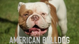 THE AMERICAN BULLDOG  A DOG LOVERS INTRODUCTION [upl. by Haek675]