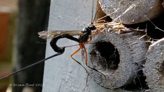 Parasitoid Wasps [upl. by Niknar]