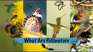 What Are Pollinators [upl. by Enad]