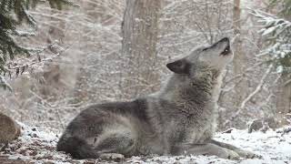 Wolfs Sweet Voice Inspires 50 Wolves to Howl [upl. by Mamoun]