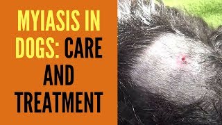 Myiasis in Dogs CARE AND TREATMENT [upl. by Ssej]