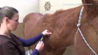 How to Give A Horse an Intramuscular Shot  IM Injection [upl. by Elrebma]