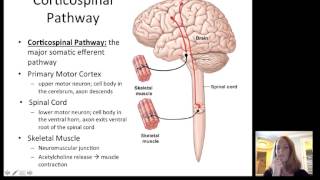 Lecture12 Efferent Nervous System [upl. by Yart284]