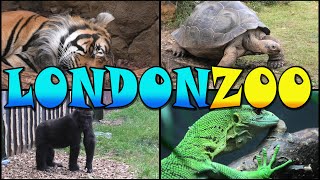 LONDON ZOO Walking Tour  England 4k [upl. by Atikel]