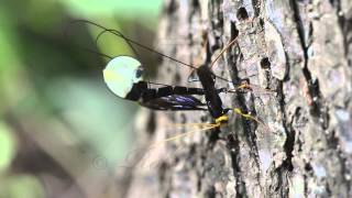 Giant Black Ichneumon Wasp Megarhyssa atrata ovipositing [upl. by Idnas283]