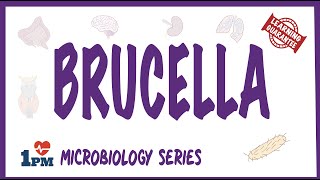 Brucella  Pathogenesis Causes Symptoms Treatment [upl. by Clellan]