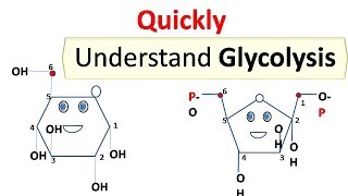 glycolysis [upl. by Donahue559]