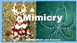 Examples of animal mimicry [upl. by Derwin]