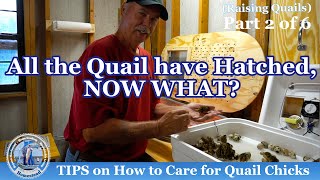 TIPS on How to Care for Quail Chicks [upl. by Mello]