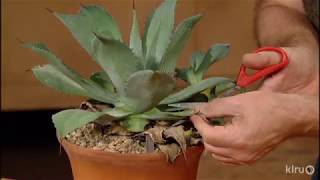 How to Prune Agaves Jeff Pavlat Central Texas Gardener [upl. by Gates741]