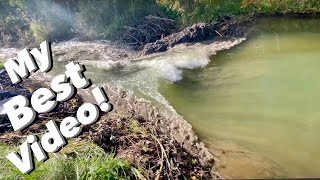 BEST BEAVER DAM REMOVAL EVER [upl. by Animlehliw]