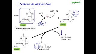 Biosíntesis de ácidos grasos bioquímica [upl. by Lilith203]