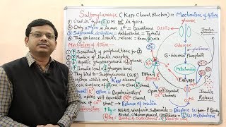 Diabetes Mellitus Part10 Mechanism of Action of Sulfonylurease  Antidiabetic Drugs  Diabetes [upl. by Gilbert712]