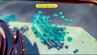 Practicallys Concepts  Golgi Apparatus  LearnPractically [upl. by Malcah]