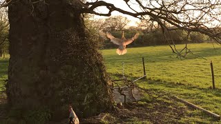 Chickens Flying Up To Roost In Tree [upl. by Sherilyn359]