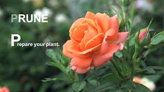 Pruning And Training Your Climbing Rose [upl. by Sorenson6]