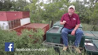 Can I Jump Start Quail Populations [upl. by Ala]