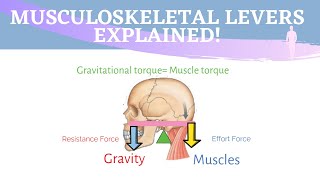 Musculoskeletal Levers Animation  3 Types of Lever Systems [upl. by Sierra]