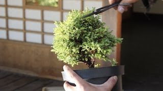 How to make a Bonsai tree from a starter kit [upl. by Lledra793]