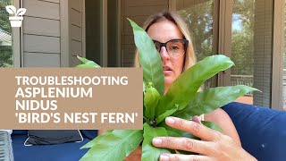 Common Problems with Birds Nest Fern  Asplenium Nidus Care [upl. by Eram]