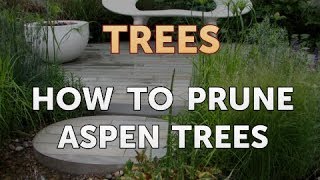 How to Prune Aspen Trees [upl. by Oicor71]