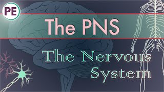 The Nervous System Peripheral Nervous System PNS [upl. by Ylellan]