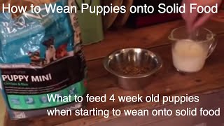 What to feed 4 week old puppies when starting to wean onto solid food part 1 [upl. by Elladine]