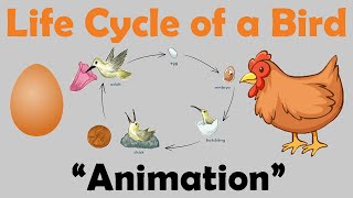 BIRD LIFE CYCLE  Animation [upl. by Surazal]