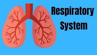 Respiratory System Basics [upl. by Teerprug]