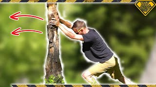 How To Cut Down a Tree With No Tools [upl. by Lesley]