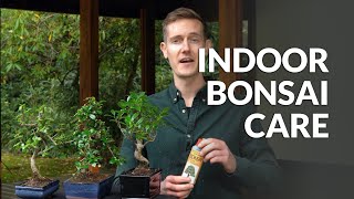 Indoor Bonsai care [upl. by Helbon]