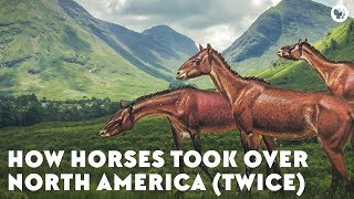 How Horses Took Over North America Twice [upl. by Ivzt]