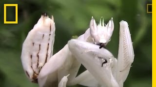 Incredible Disguise Praying Mantis Mimics Flower  National Geographic [upl. by Templer449]