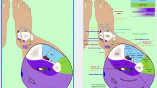 Anatomy of the in Leg Cross Section [upl. by Stoat64]