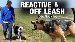 Off Leash Training and How To Handle Reactive Behavior [upl. by Renie]