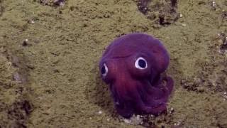 Googlyeyed Stubby Squid  Nautilus Live [upl. by Saw]