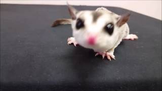 Fun with Sugar Gliders [upl. by Selassie]