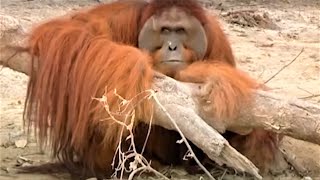 Incredible Orangutan Moments Part 2  Top 5s  BBC Earth [upl. by Machos]