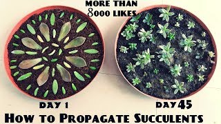 How to Propagate Succulents Fast n Easy [upl. by Otsenre]