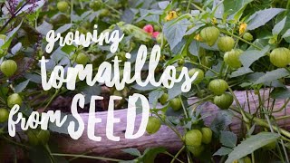 Growing Tomatillos From Seed  The Easy Way [upl. by Orvah655]