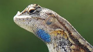 Blue Belly Lizard [upl. by Bar]