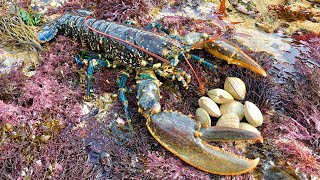 Coastal Foraging and Rock pooling  Lobsters Crabs and clam forage with cook up  The Fish Locker [upl. by Oivlis]