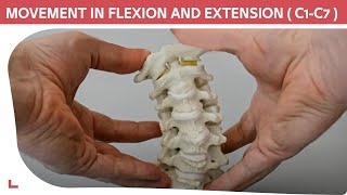 C1C7 Cervical Model Cervical Flexion Extension amp Rotational Movement [upl. by Diarmuid]