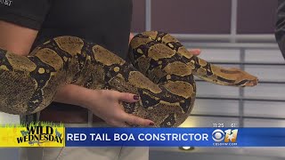 Wild Wednesday Red Tail Boa Constrictor [upl. by Notxarb]